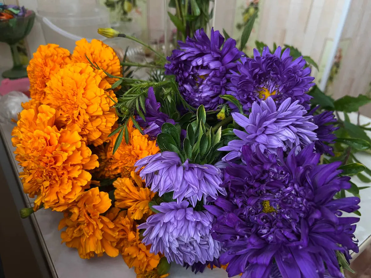 Астры полегли от грибка, но отвар из кухни вернул им силу — кусты ожили, зазеленели и снова покрылись бутонами