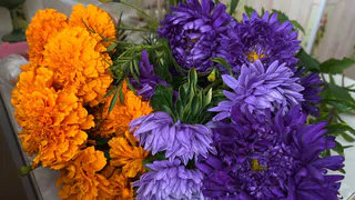 Астры полегли от грибка, но отвар из кухни вернул им силу — кусты ожили, зазеленели и снова покрылись бутонами