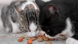Не 1 и не 3 раза: сколько раз в день нужно кормить свою кошку - запомните на всю жизнь