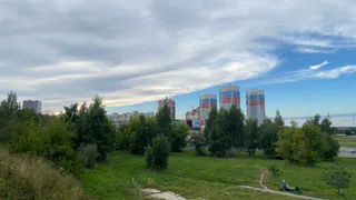 Мэрия Рязани объяснила, куда обращаться по вопросу стрижки кустарников