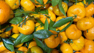 Лучше они сгниют на ветке - собственник сада мандарин в Абхазии рассказал, почему качественные плоды не доезжают до России
