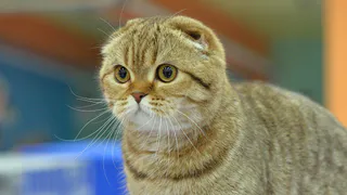 Рязанцы желают смерти мальчику, сбросившему с 6 этажа двух кошек