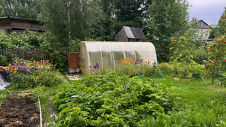 Бюджетное средство за 100 рублей, которое уничтожает проволочника за 14 дней