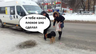 Ты не пройдешь: как собака решила не пропускать маршрутку