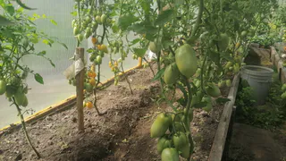 Теперь помидорами заморозки не страшны: этот приём с нижними листьями спас томаты в Брянской области