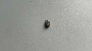 В Коми зафиксирован беспрецедентный всплеск активности клещей