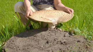 В Рязанской области вырос гриб-великан