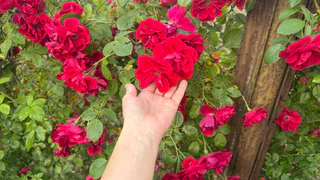 Цветет дважды в сезон: многолетник, который заставит соседей завидовать - соцветия как яркие салюты