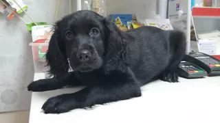 Магнитогорские мошенники обманули потерявшую питомца женщину на 12 тысяч рублей