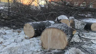 Кажется, «благоустройство» добралось и до школ. В одной из них спилили около десяти здоровых деревьев