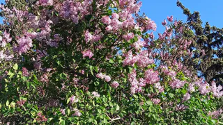 Сирень в полном пролёте: этот кустарник радует цветением с лета до зимы и превращает сад в пушистое облачко круглый год