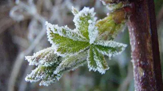 Синоптики ожидают еще одну ночь с заморозками в Челябинской области