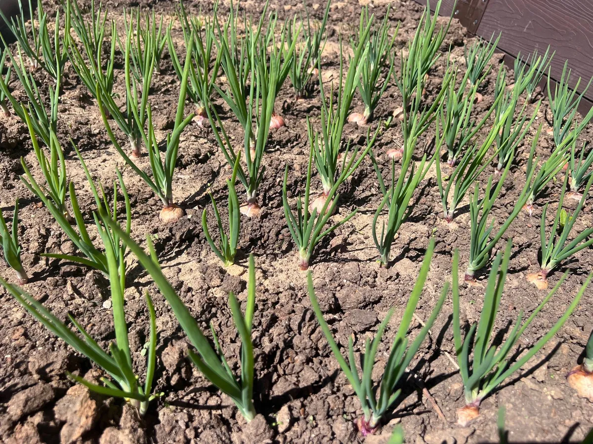 Секрет сильного чеснока и лука: простой раствор для мощных головок