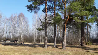 В Рязанской области снизилась численность непарного шелкопряда