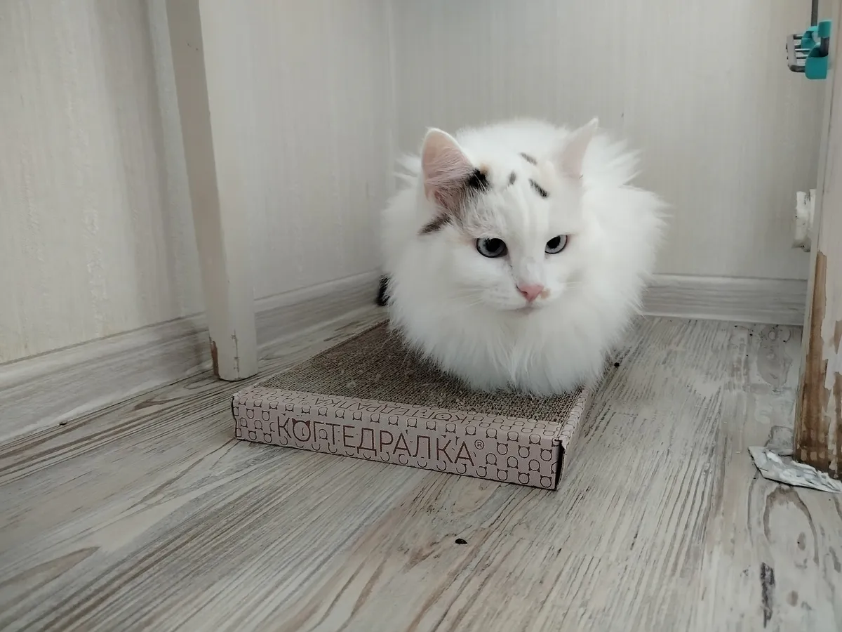 Каких людей не любят кошки - шипят, кусаются и морщатся. Проверьте, есть ли вы в этом списке