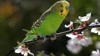 Что умеет говорить нижнекамский попугай Кеша?