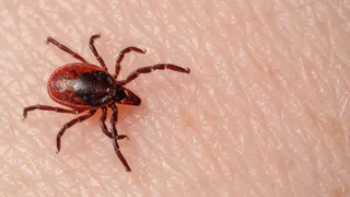 Клещи моментально гибнут от этого средства: стоит меньше ста рублей, а защищает лучше аэрозоля из магазина