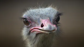 Сбежавший в лес австралийский страус из Коми может оказаться самкой