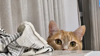 В Коми будут бесплатно стерилизовать домашних животных