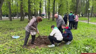 Во Владимире в Центральном парке высадили 10 красных дубов