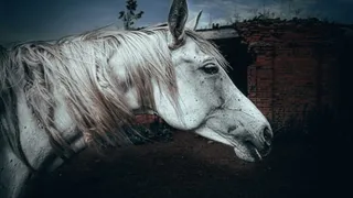 “Выкупили у мясника”: рязанский фотограф организовал выставку, посвященную спасенным лошадям