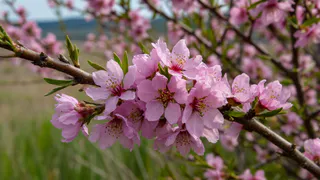 Эти неприхотливые многолетники не требуют особого ухода и будут радовать цветением всё лето. Дачники их просто обожают 