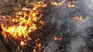 За неделю в Рязани потушили восемь лесных пожаров, площадью 45,75 га