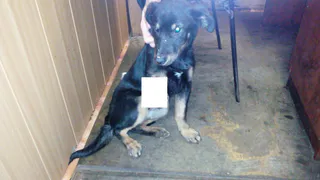 В Рязани щенку поездом отрезало лапу