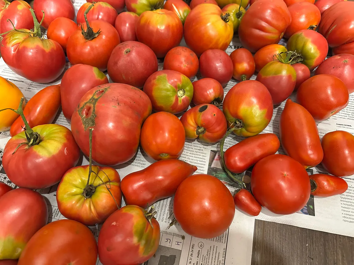 В 2026 году буду есть помидоры уже в июне: ранние сорта, о которых знают только опытные дачники