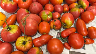 В 2026 году буду есть помидоры уже в июне: ранние сорта, о которых знают только опытные дачники