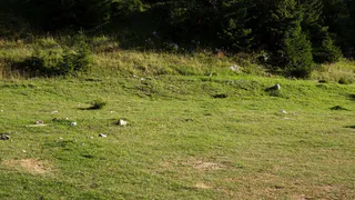 В области арендаторы участков леса будут наказаны за нарушение порядка