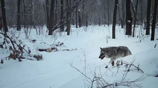 Жителей Рязанской области предупредили о нашествии волков и волкособов