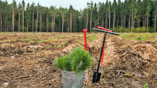 В трех питомниках Коми проверят качество посадочного материала