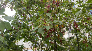 1 октября принесет в Коми дожди и порыва ветра