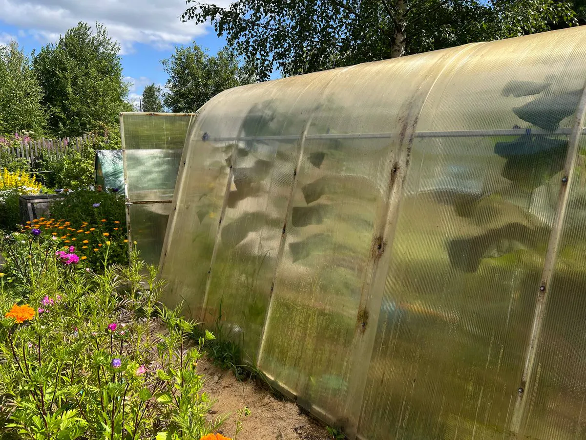 Август — время второго урожая: что посадить на освободившихся грядках прямо сейчас