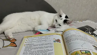 4 скрытых симптома у кошек, которые нельзя игнорировать. Обязан знать каждый владелец