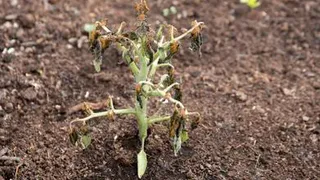 Как защитить урожай во время похолодания летом