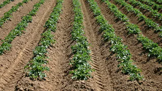 Теперь за картошку на даче оштрафуют. Новое правило уже с 10 июня. Люди лишились дара речи из-за нового правила