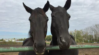 Волонтер, спасающий лошадей, сожалеет о закрытии рязанского конезавода