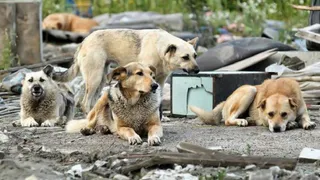 В Брянске бродячие собаки опять атакуют Володарку