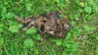 На улице Луговой обнаружили трупы животных без конечностей и голов