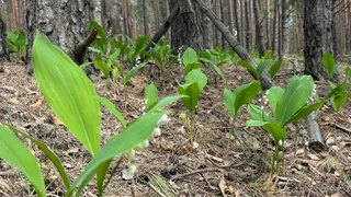 В праздничные выходные в Рязань придет по-настоящему весенняя погода