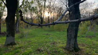 В Пензенской области каждый пятый исследованный клещ оказался переносчиком боррелиоза