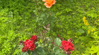 Добавляю 100 гр. в воду — и розы цветут без остановки до самой осени, бутоны выросли до 40 сантиметров — аромат слышат даже на соседних улицах