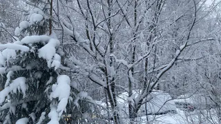 11 февраля в Коми ожидается снежная погода с умеренным ветром