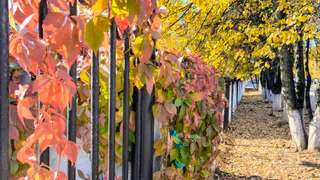 Прогноз погоды в Нижнекамске на пятницу, 10 октября