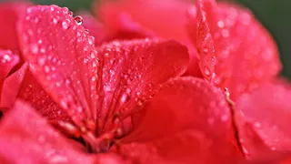 Эффективная подкормка для герани: секреты агронома Ксении Давыдовой