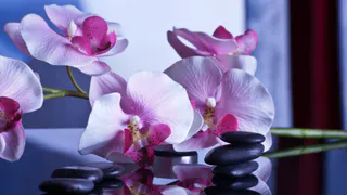 Простой способ пробудить цветение орхидей: нужен только блендер и ложка дешевого продукта – есть у каждого