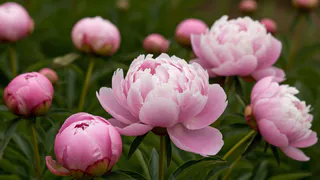 Для мощных шапок пионам — первым делом: 5 ложек в грунт — и бутоны будут лезть без паузы, аромат на всю округу