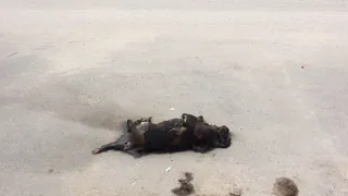 Под окнами рязанцев разлагаются животные